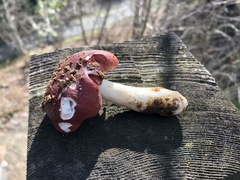 Russula murrillii