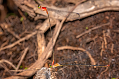 Teinobasis rufithorax