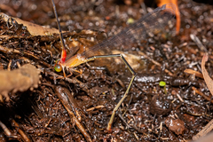 Teinobasis rufithorax