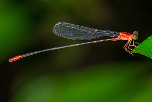 Teinobasis rufithorax (Selys, 1877)
