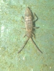 Entomobrya katzi