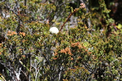 Craspedia macrocephala