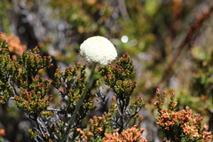 Craspedia macrocephala