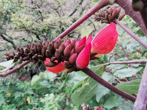 Erythrina breviflora, photograph 1