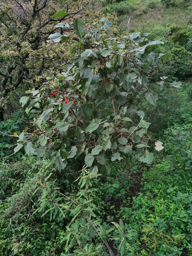 Erythrina breviflora, photograph 2