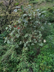 Erythrina breviflora