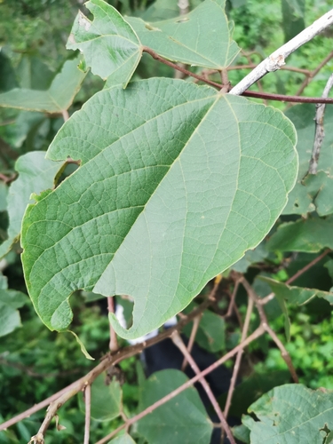Erythrina breviflora, photograph 3