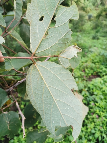 Erythrina breviflora, photograph 4