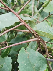 Erythrina breviflora