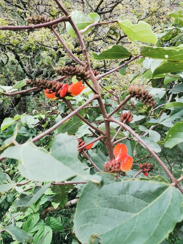 Erythrina breviflora, photograph 6