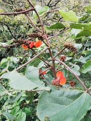 Erythrina breviflora