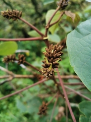 Erythrina breviflora