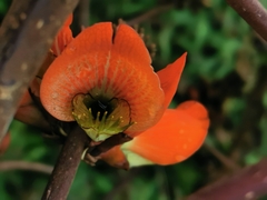 Erythrina breviflora