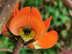 Erythrina breviflora