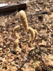 Elsholtzia splendens