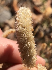 Elsholtzia splendens