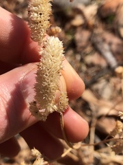 Elsholtzia splendens