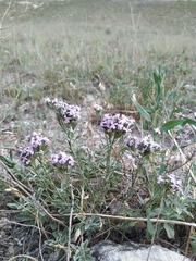 Dianthus pseudarmeria