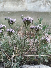 Dianthus pseudarmeria