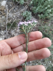 Dianthus pseudarmeria
