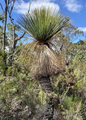 Xanthorrhoea platyphylla