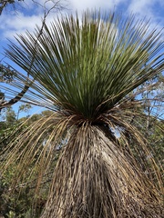 Xanthorrhoea platyphylla