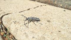 Rhytiphora saundersii