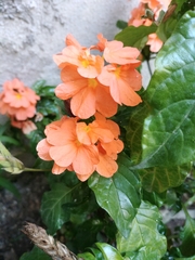 Crossandra