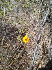 Adenophyllum speciosum