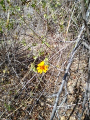 Adenophyllum speciosum