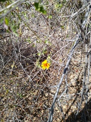 Adenophyllum speciosum
