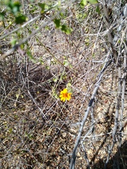 Adenophyllum speciosum