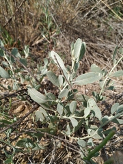 Atriplex pedunculata
