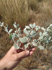 Atriplex pedunculata