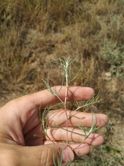 Petrosimonia triandra