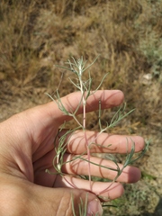 Petrosimonia triandra