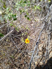 Adenophyllum speciosum