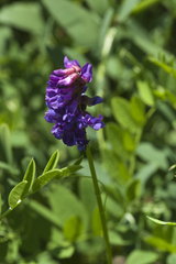 Vicia amurensis