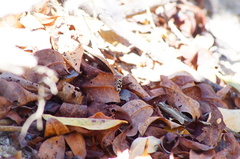 Dasymutilla arachnoides