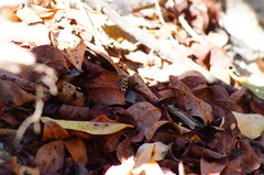 Dasymutilla arachnoides