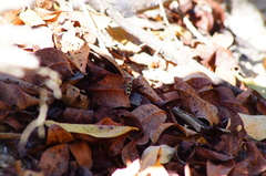 Dasymutilla arachnoides