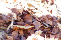 Dasymutilla arachnoides