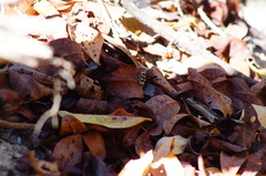 Dasymutilla arachnoides