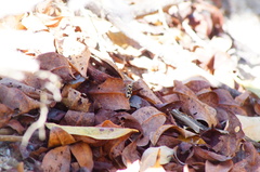 Dasymutilla arachnoides