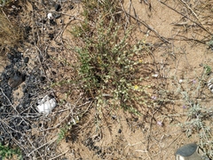 Verbascum pinnatifidum