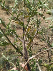 Verbascum pinnatifidum