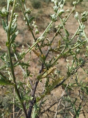 Verbascum pinnatifidum