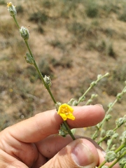 Verbascum pinnatifidum