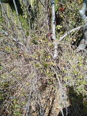 Adenophyllum speciosum