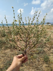 Verbascum pinnatifidum